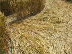 South Field, Wiltshire crop circle, aerial photo 58