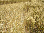 South Field, Wiltshire crop circle, aerial photo 60
