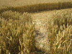 South Field, Wiltshire crop circle, aerial photo 71