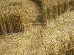 South Field, Wiltshire crop circle, aerial photo 67