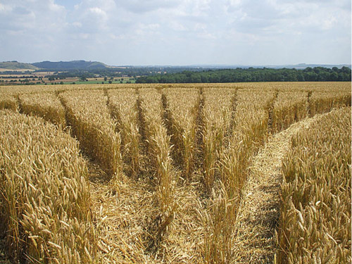 South Field, Wiltshire crop circle, aerial photo 84