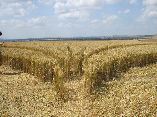South Field, Wiltshire crop circle, aerial photo 47
