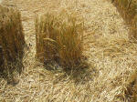 South Field, Wiltshire crop circle, aerial photo 66
