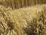 South Field, Wiltshire crop circle, aerial photo 64