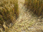 South Field, Wiltshire crop circle, aerial photo 63