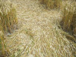 South Field, Wiltshire crop circle, aerial photo 79