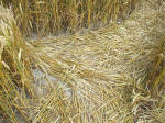 South Field, Wiltshire crop circle, aerial photo 78