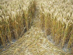 South Field, Wiltshire crop circle, aerial photo 80