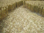 South Field, Wiltshire crop circle, aerial photo 82