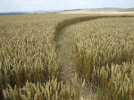 South Field, Wiltshire crop circle, aerial photo 81
