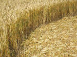 South Field, Wiltshire crop circle, aerial photo 68