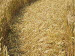 South Field, Wiltshire crop circle, aerial photo 65