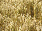 South Field, Wiltshire crop circle, aerial photo 75