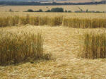 South Field, Wiltshire crop circle, aerial photo 52