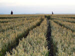 South Field, Wiltshire crop circle, aerial photo 9