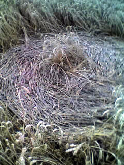 Rooksgrove Farm, Hampshire crop circle, aerial photo 3