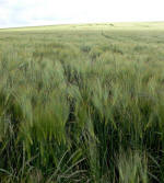 West Kennett, Wiltshire crop circle, aerial photo 10
