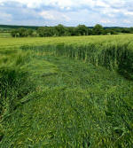 West Kennett, Wiltshire crop circle, aerial photo 12