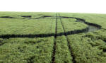 West Kennett, Wiltshire crop circle, aerial photo 13