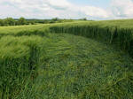 West Kennett, Wiltshire crop circle, aerial photo 14