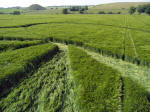 West Kennett, Wiltshire crop circle, aerial photo 6