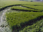 West Kennett, Wiltshire crop circle, aerial photo 3