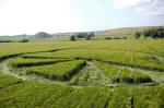 West Kennett, Wiltshire crop circle, aerial photo 4