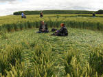 Hillside Farm, Wiltshire crop circle, aerial photo 58