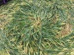 Hillside Farm, Wiltshire crop circle, aerial photo 64