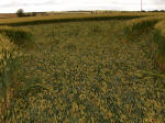 Hillside Farm, Wiltshire crop circle, aerial photo 59