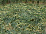 Hillside Farm, Wiltshire crop circle, aerial photo 65