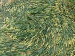 Hillside Farm, Wiltshire crop circle, aerial photo 63