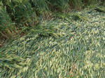 Hillside Farm, Wiltshire crop circle, aerial photo 60