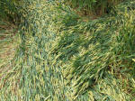 Hillside Farm, Wiltshire crop circle, aerial photo 68