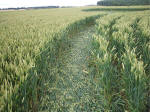 Hillside Farm, Wiltshire crop circle, aerial photo 38