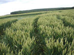 Hillside Farm, Wiltshire crop circle, aerial photo 37