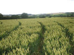 Hillside Farm, Wiltshire crop circle, aerial photo 41