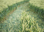 Hillside Farm, Wiltshire crop circle, aerial photo 27