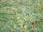 Hillside Farm, Wiltshire crop circle, aerial photo 48