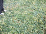 Hillside Farm, Wiltshire crop circle, aerial photo 47