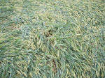 Hillside Farm, Wiltshire crop circle, aerial photo 46