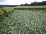 Hillside Farm, Wiltshire crop circle, aerial photo 28