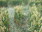 Hillside Farm, Wiltshire crop circle, aerial photo 36