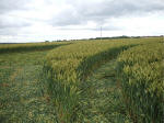 Hillside Farm, Wiltshire crop circle, aerial photo 33