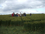 Hillside Farm, Wiltshire crop circle, aerial photo 35