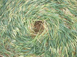 Hillside Farm, Wiltshire crop circle, aerial photo 45