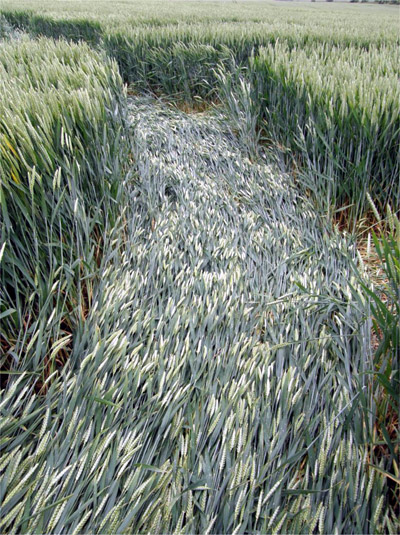 Winterbourne Bassett, Wiltshire crop circle, aerial photo 13