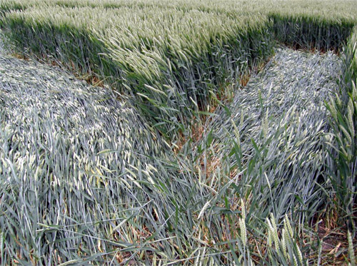Winterbourne Bassett, Wiltshire crop circle, aerial photo 11