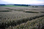 Avebury Manor, Wiltshire crop circle, aerial photo 34