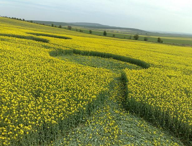 Morgan's Hill, Wiltshire crop circle, aerial photo 9